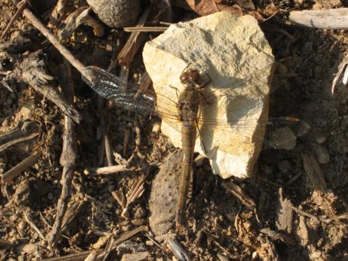 Sympetrum striolatum