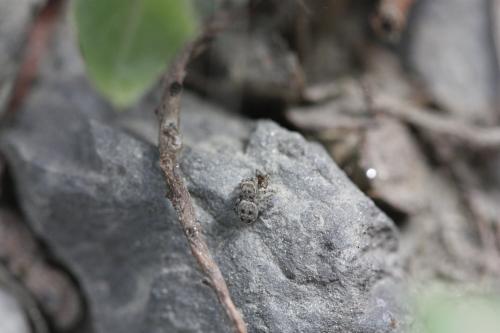 Attulus sp.