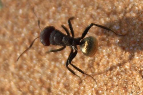 Réf. 171 378 : Camponotus sericeus