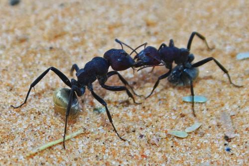 Camponotus sericeus