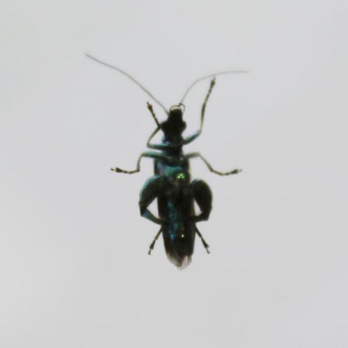 Oedemera nobilis