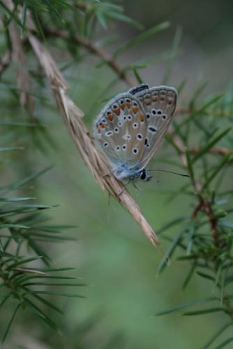 Polyommatus icarus