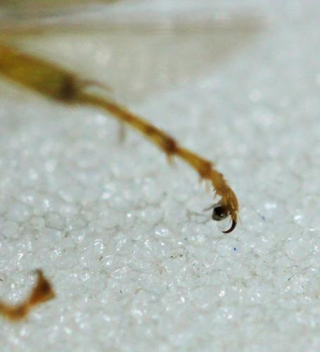 Philanthus triangulum