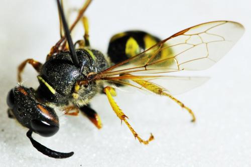 Philanthus triangulum