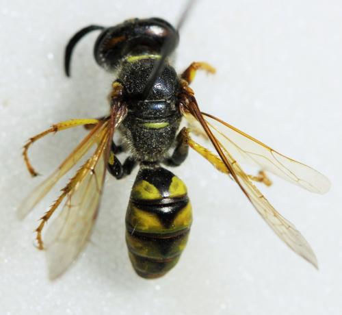 Réf. 171 388 : Philanthus triangulum
