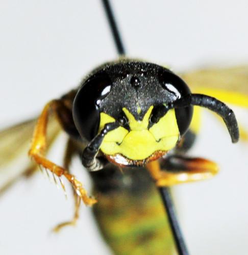 Philanthus triangulum