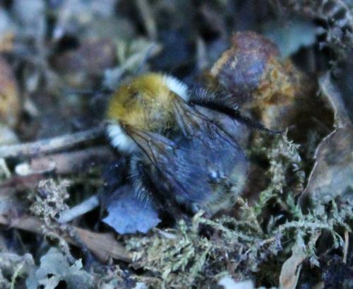 Bombus sp.