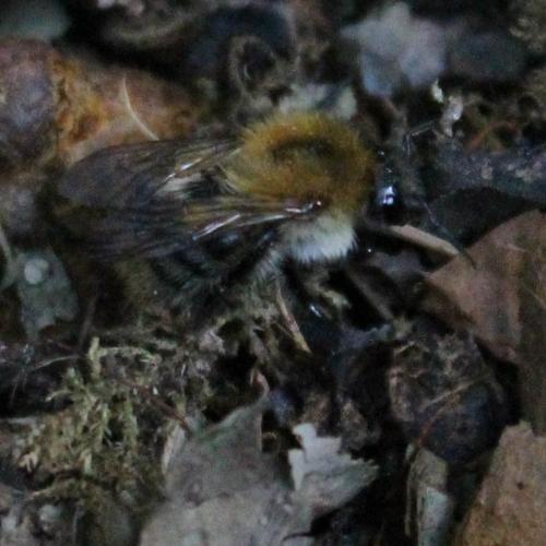 Bombus sp.