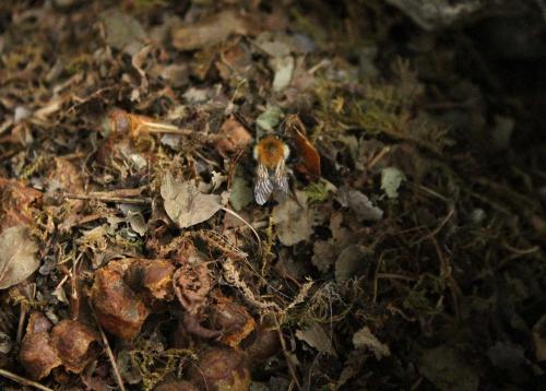 Bombus sp.