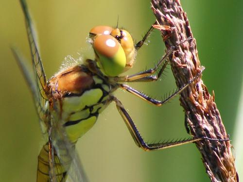 Sympetrum striolatum