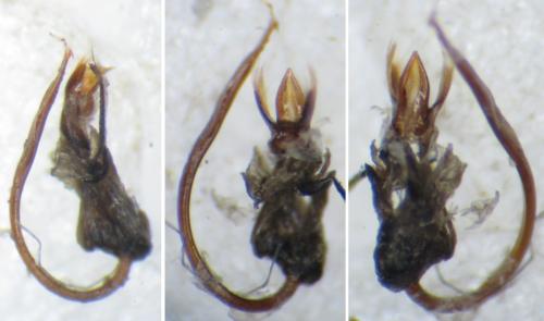 Scymnus frontalis
