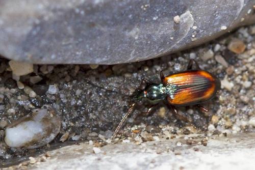 Réf. 171 138 : Bembidion sp.