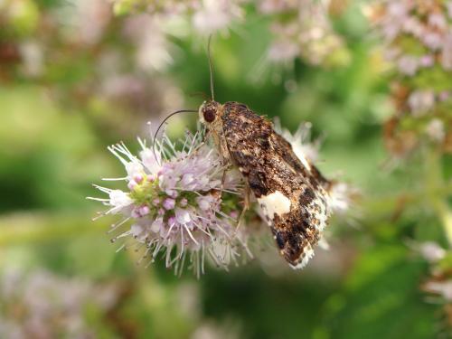 Réf. 171 030 : Tyta luctuosa