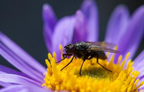 Drymeia hamata
