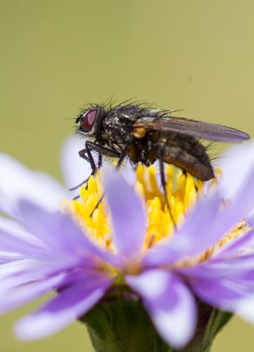 Drymeia hamata