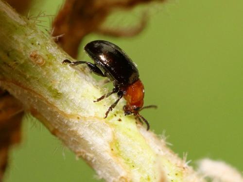 Podagrica fuscipes