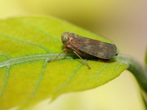Jikradia olitoria