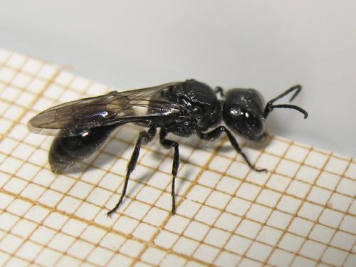 Pemphredon sp.