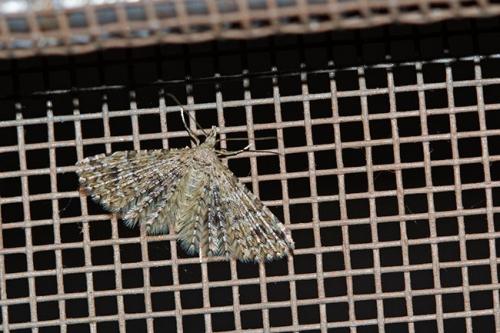 Alucita sp.