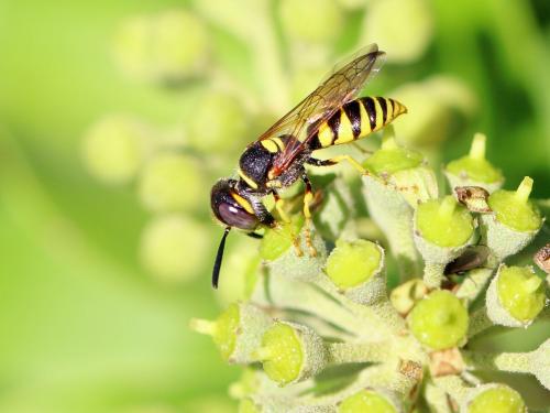 Réf. 171 957 : Philanthus triangulum