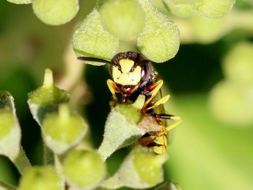 Philanthus triangulum