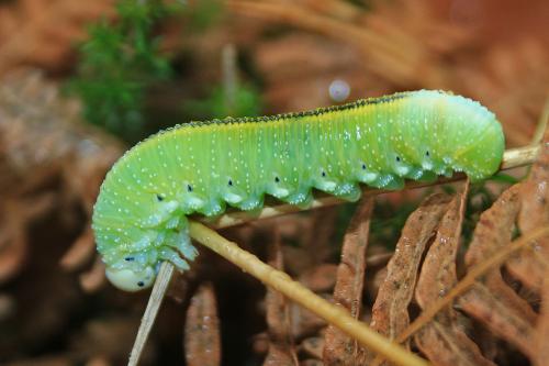 Réf. 171 060 : Cimbex femoratus