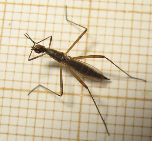 Micropeza lateralis