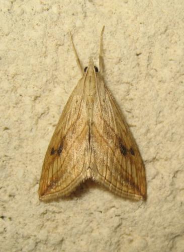 Evergestis forficalis