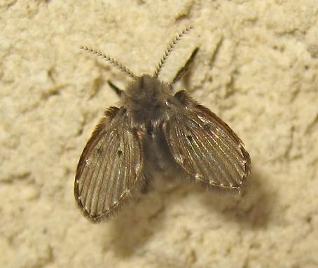 Clogmia albipunctata