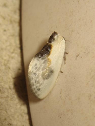 Cilix glaucata