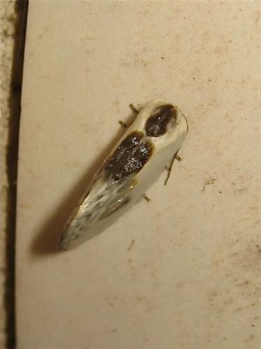 Cilix glaucata