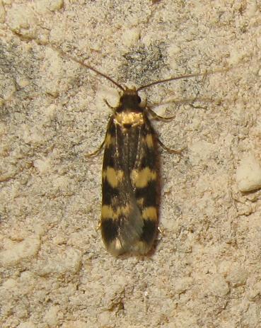 Oegoconia sp.