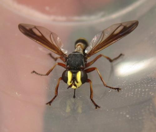 Réf. 171 090 : Physocephala rufipes