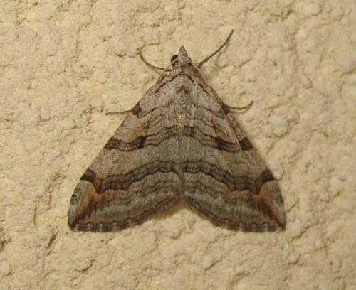 Aplocera sp.