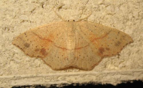 Réf. 171 953 : Cyclophora punctaria