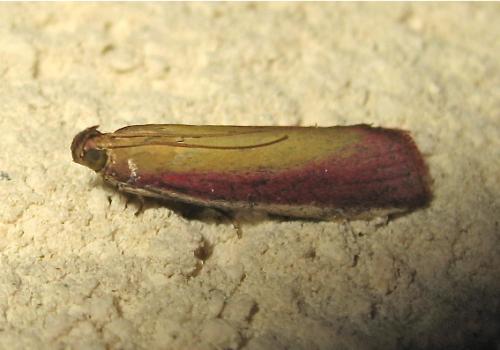 Oncocera semirubella
