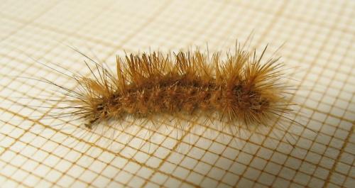 Réf. 171 627 : Phragmatobia fuliginosa
