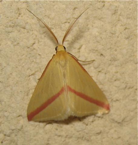 Rhodometra sacraria