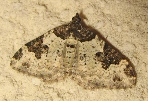 Xanthorhoe fluctuata