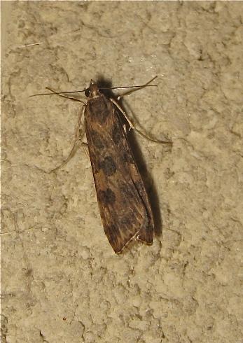 Nomophila noctuella