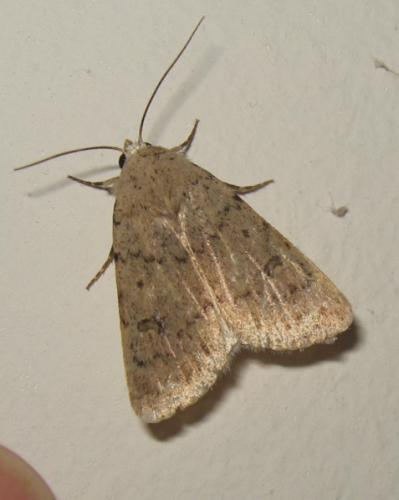 Réf. 171 626 : Caradrina clavipalpis