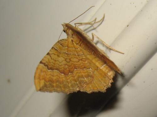 Réf. 171 548 : Camptogramma bilineata