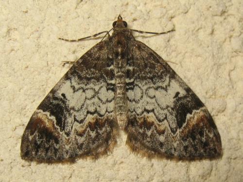 Réf. 171 545 : Dysstroma truncata
