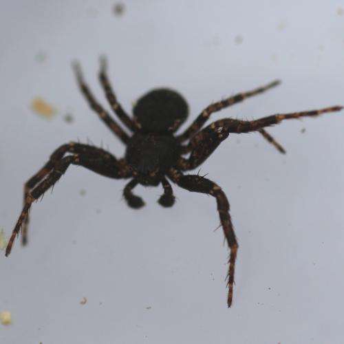 Bassaniana baudueri