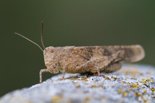 Réf. 171 925 : Oedipoda sp.