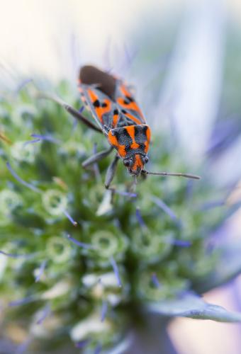 Réf. 171 927 : Spilostethus saxatilis