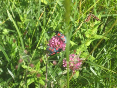Zygaena trifolii