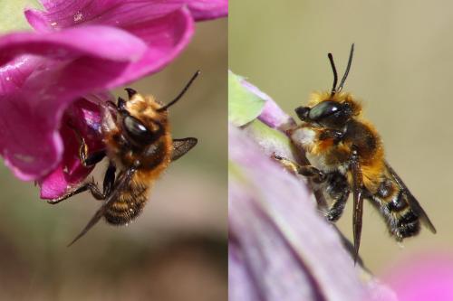 Megachile willughbiella