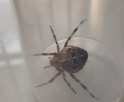 Araneus diadematus