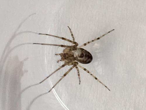 Metellina sp.